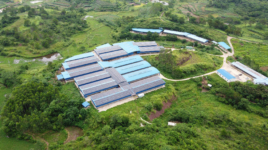 那楼镇罗马村肉鸽养殖基地航拍（覃捷 摄）