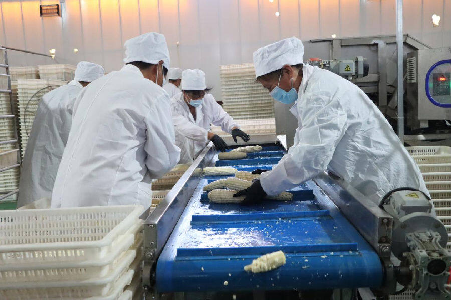 鲜食玉米加工生产线（于学山 摄）