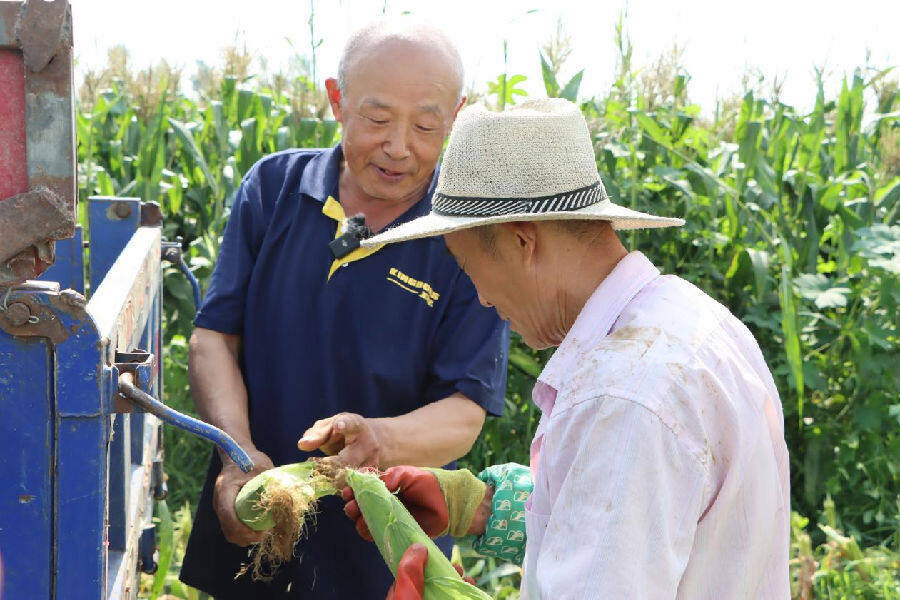 孙元荣查看玉米长势（于学山 摄）