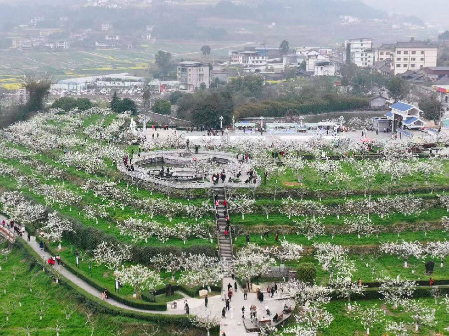游客畅游“香雪海”（高寒 摄）