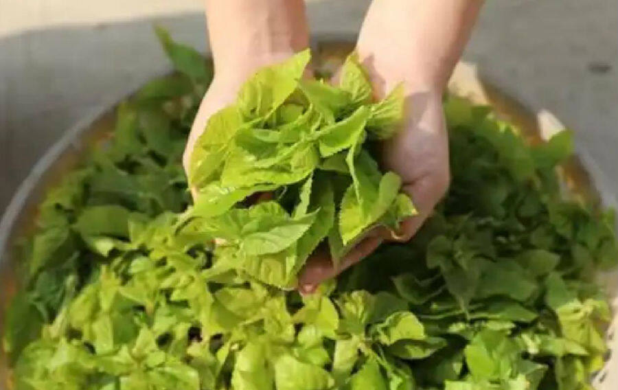 采摘嫩叶做茶 （顾士刚 摄）