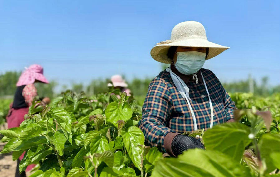 正在采摘鲜嫩桑叶的农妇们（顾士刚 摄）