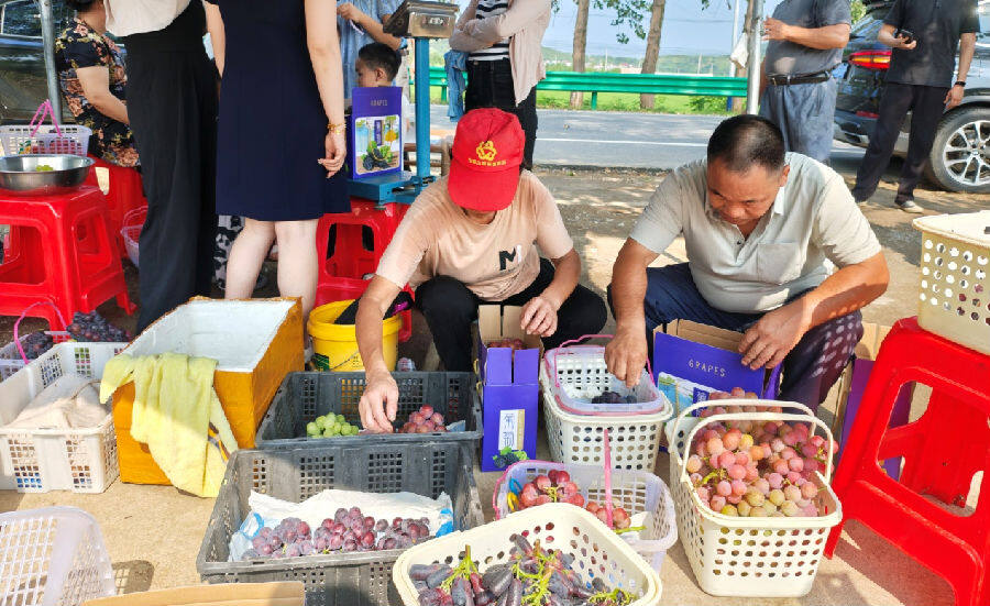游客在采摘（钱良好 摄）