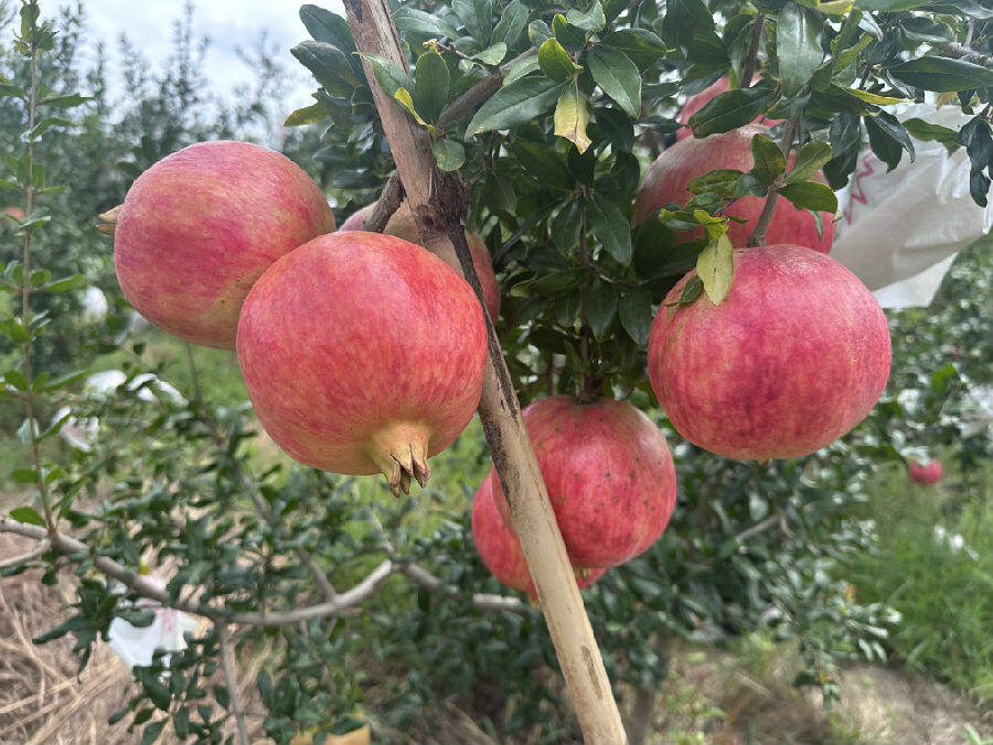 会理石榴（梁廷瑶 摄）