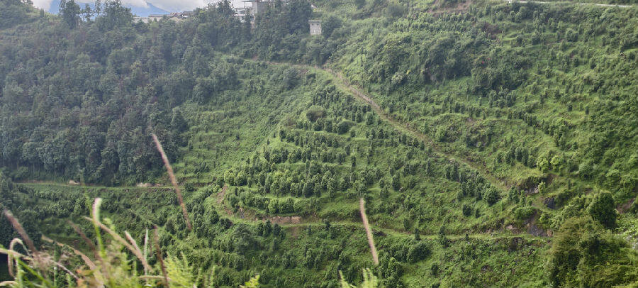 麻塘村老鹰茶现代产业基地。（戚原 摄） 