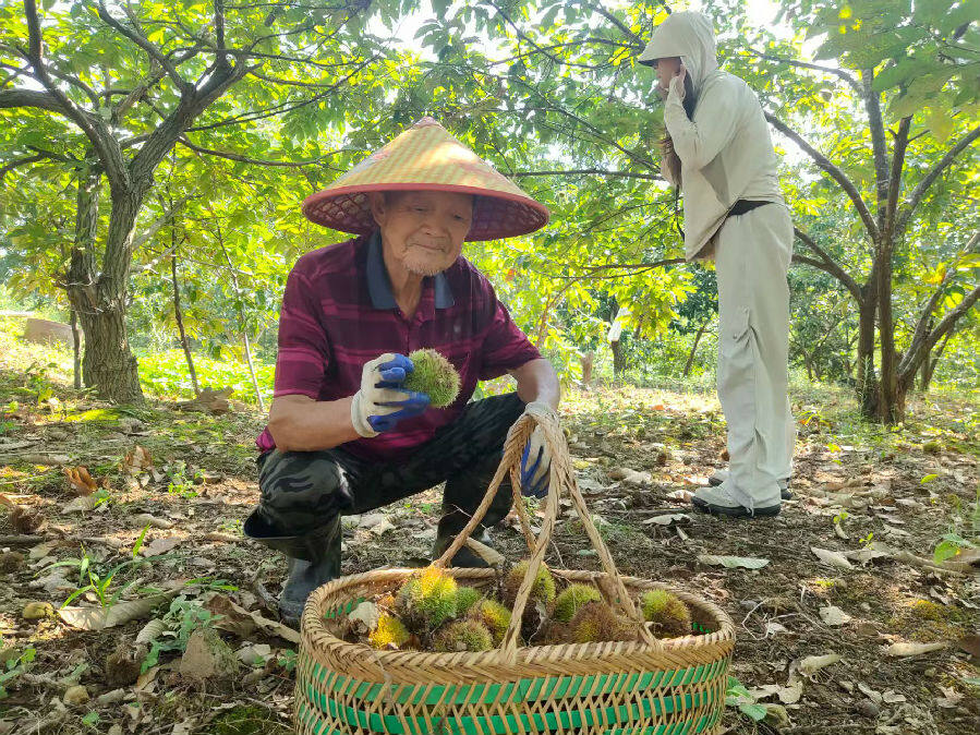 收获现场（吴良琴 摄）