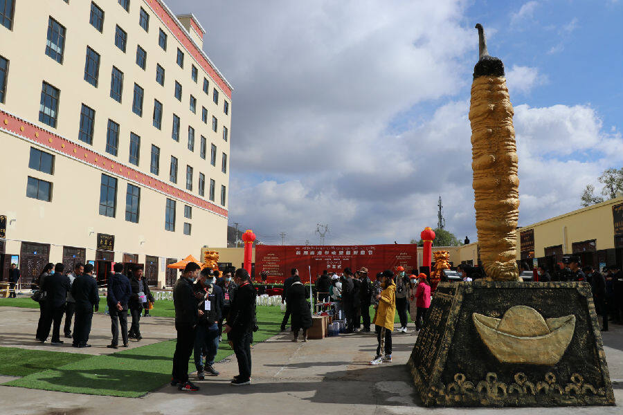 培植发育的冬虫夏草交易市场不断走上法治化轨道。（申维祖 摄）