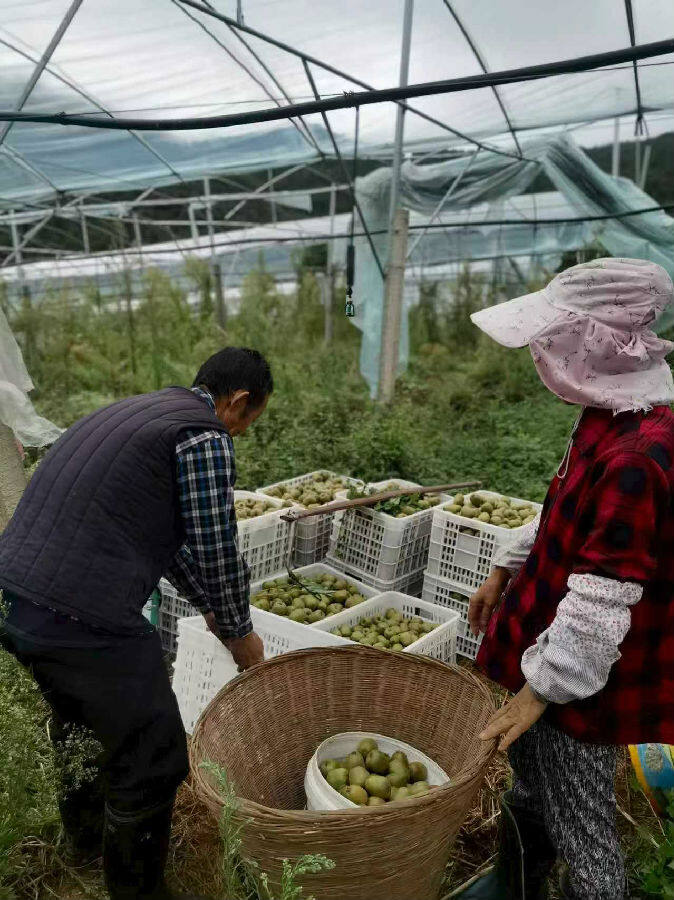 采摘现场（王菲菲 摄）