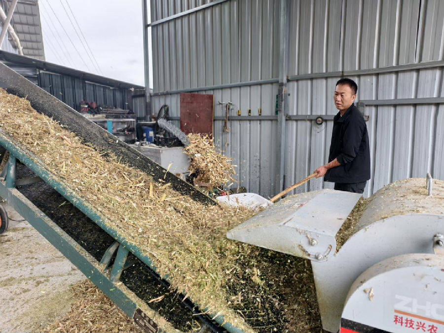 成县瑞琪农机服务专业合作社正在加工玉米秸秆青储（董康平 摄）