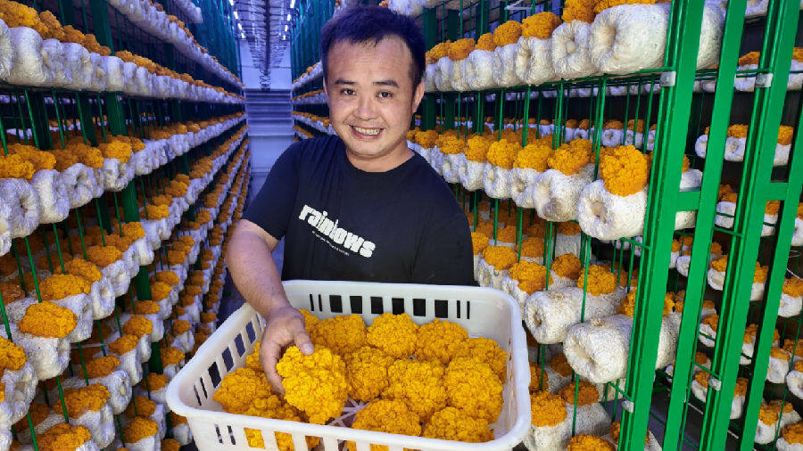 猫儿山智能菇房的工人正在展示刚采收的金耳。（李继琳 摄）