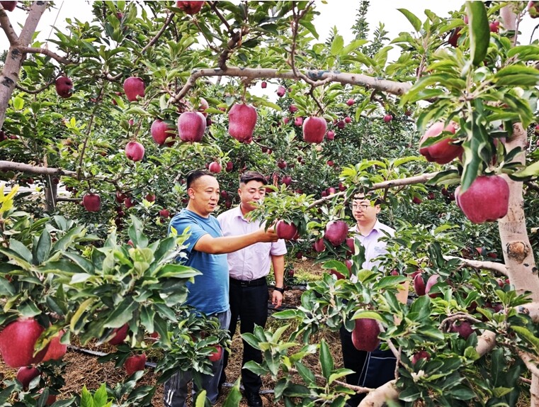 农行天水分行客户经理调查苹果长势情况 （温璐璐 摄）