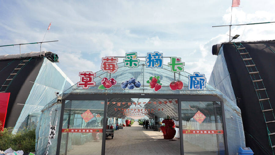  草莓采摘基地 （楚向东 摄)