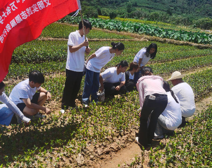 岗霞村油茶种植基地活动现场 （祝欢 摄）