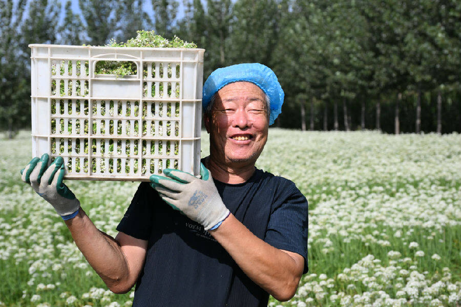 农民在搬运采摘的韭菜花 （张涛 摄）
