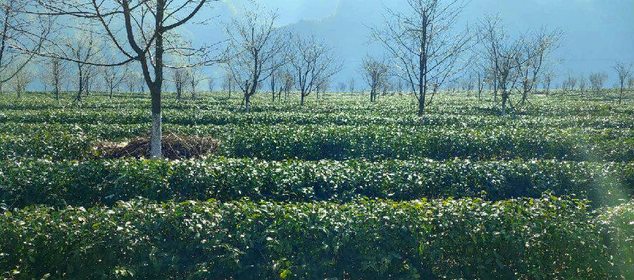 福贡县硒元素茶业有限公司茶园（石智坤 摄）