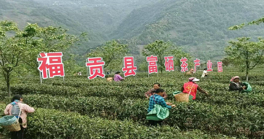 布拉底村村民正在茶园采茶（唐双荣 摄）