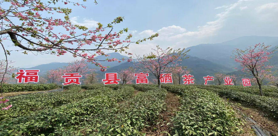 福贡县富硒茶产业园春景（唐双荣 摄）