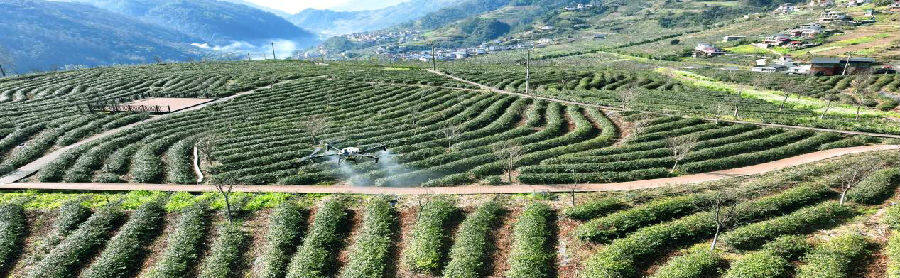 福贡县硒元素茶业有限公司茶园（徐进春 摄）