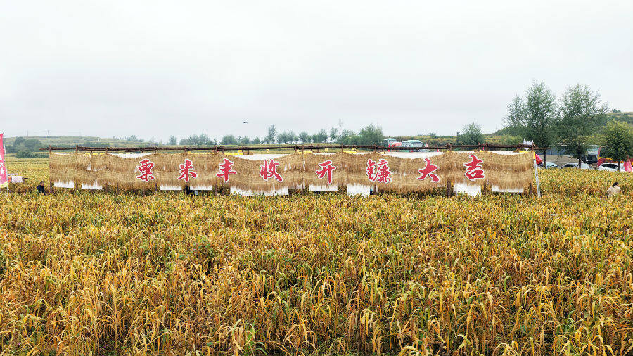 粟米飘香喜开镰（李琼 摄）