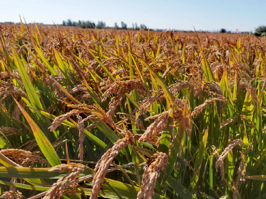 已经成熟等待收割的稻花香水稻稻田（刘宗林 摄）