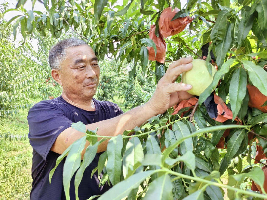 采摘幸福（张雪玉 摄）