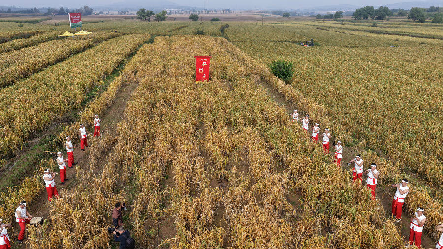 鼓声齐鸣迎丰收（李琼 摄）