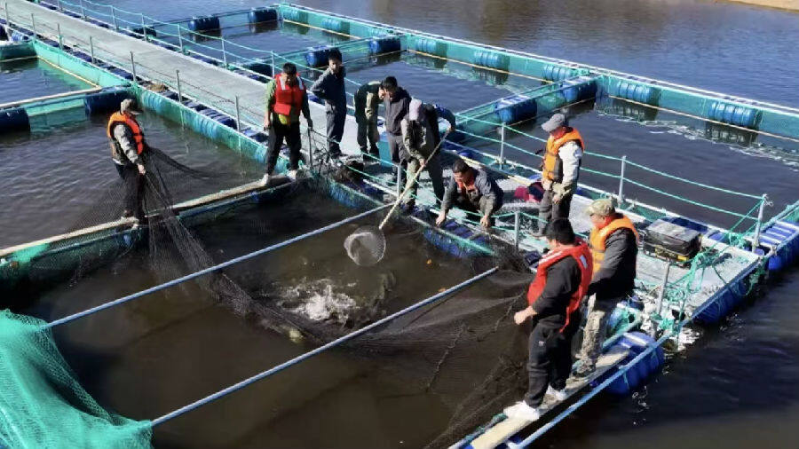 捕捞现场(李杭蔚 摄) 捕捞现场(李杭蔚 摄)