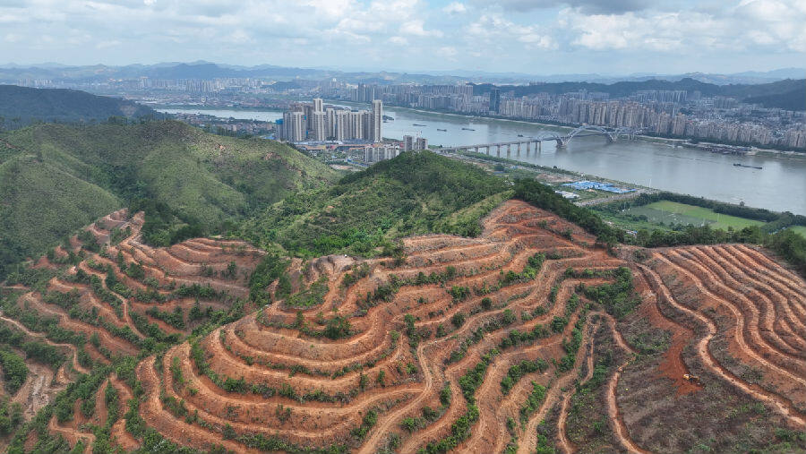 万秀区林下经济（竹药）种植示范基地（麦好明 摄）