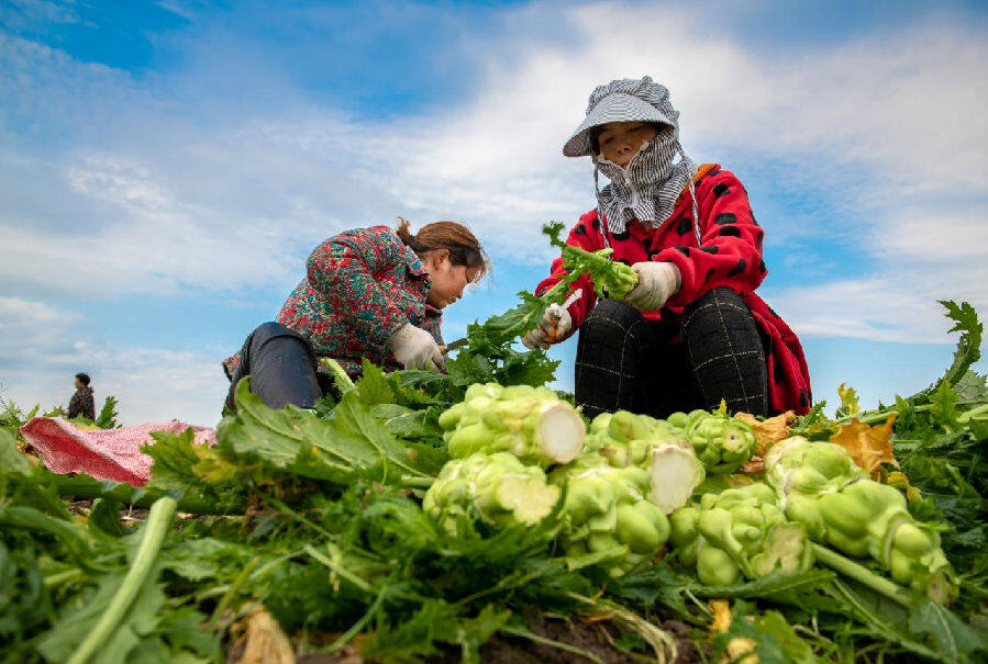 菜农在榨菜收割季忙碌的场景（姚捷 摄）