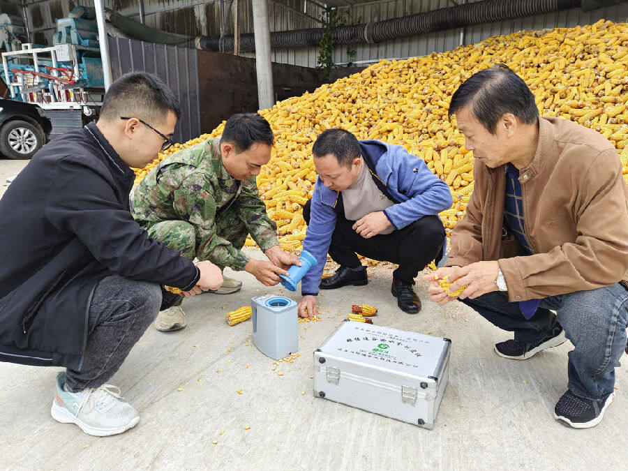 党员技术服务队在菜园乡上窑村指导种粮大户赵杰做玉米水份含量检测，确保提升烘干效率。（张玉静 摄）