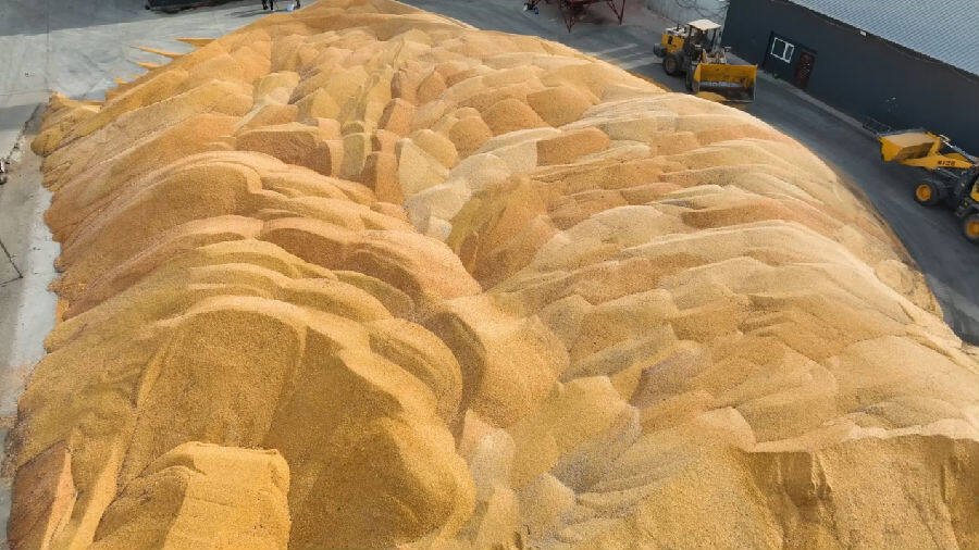 黑河市爱辉区坤河乡益海农业种植专业合作社院内“粮山”(张瑶 摄) 黑河市爱辉区坤河乡益海农业种植专业合作社院内“粮山”(张瑶 摄)