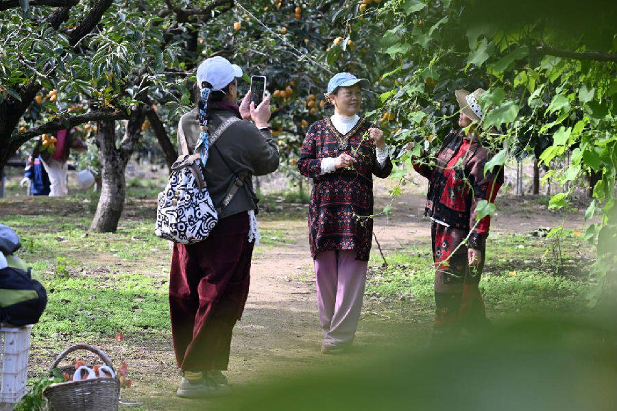 游客在山东省青岛市即墨区鹤山柿子林中拍照、“打卡”。(张涛 摄) 游客在山东省青岛市即墨区鹤山柿子林中拍照、“打卡”。(张涛 摄)