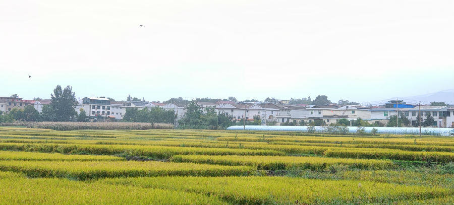 金黄稻田连片成景(杨润德 摄) 金黄稻田连片成景(杨润德 摄)