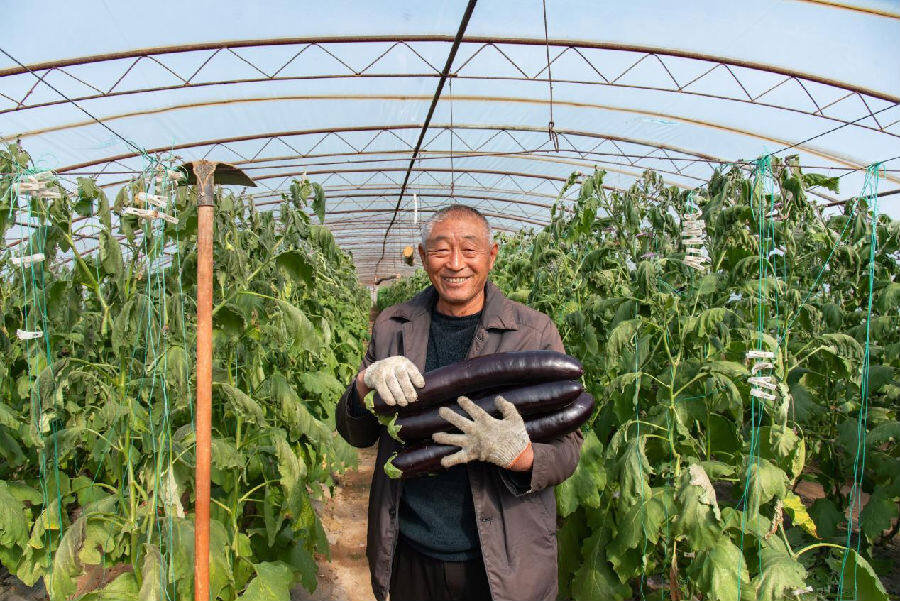 村民在棚中笑着展示种植的茄子(庞明旺  摄)  村民在棚中笑着展示种植的茄子(庞明旺  摄)