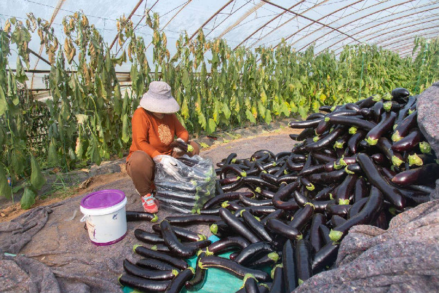 农户把茄子装袋准备外运(庞明旺  摄)  农户把茄子装袋准备外运(庞明旺  摄)