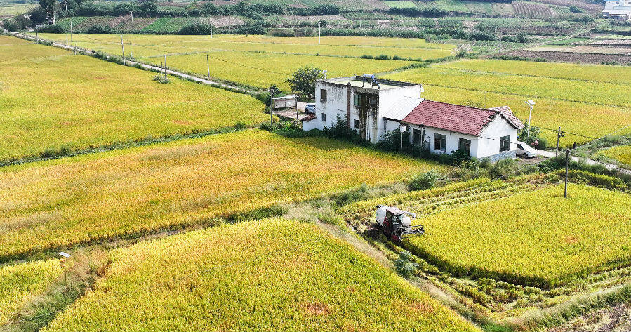 收割现场(姚阳 摄)