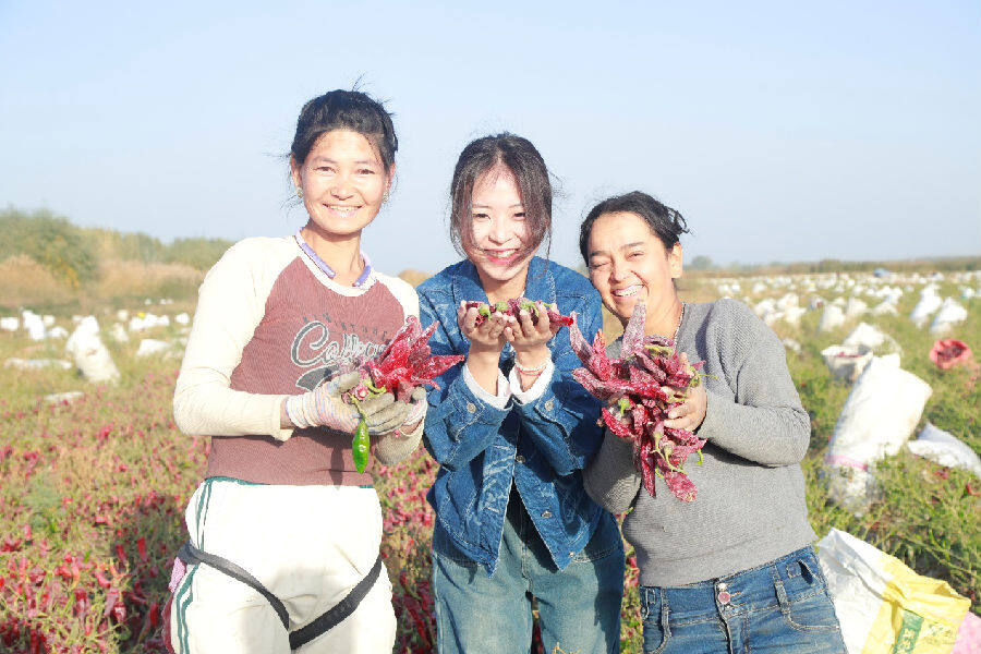 辣椒地里,村民们丰收的喜悦。(张浩 摄) 辣椒地里,村民们丰收的喜悦。(张浩 摄)