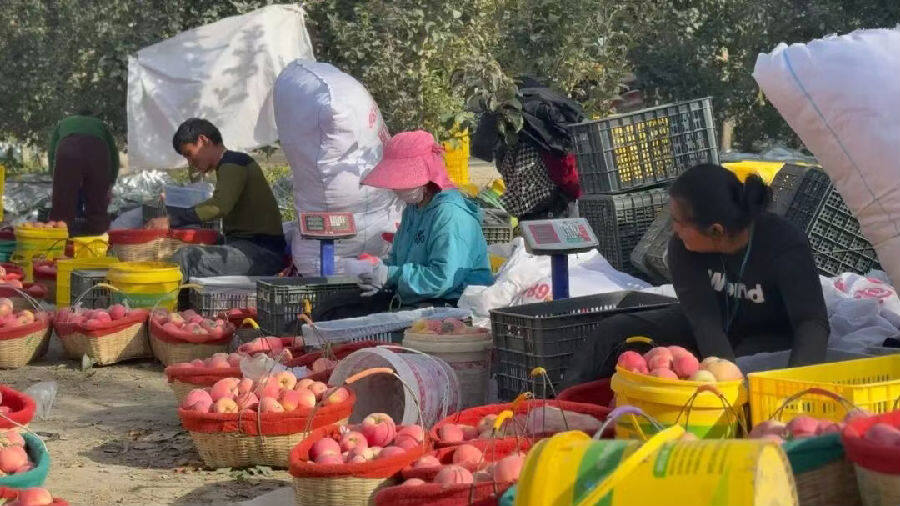 果农们正在果园里对新采摘的苹果分拣、装箱。(崔书敏 摄) 果农们正在果园里对新采摘的苹果分拣、装箱。(崔书敏 摄)