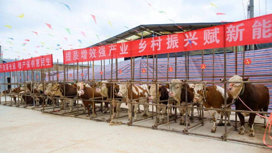 赛牛大会现场(李耀华 摄) 赛牛大会现场(李耀华 摄)