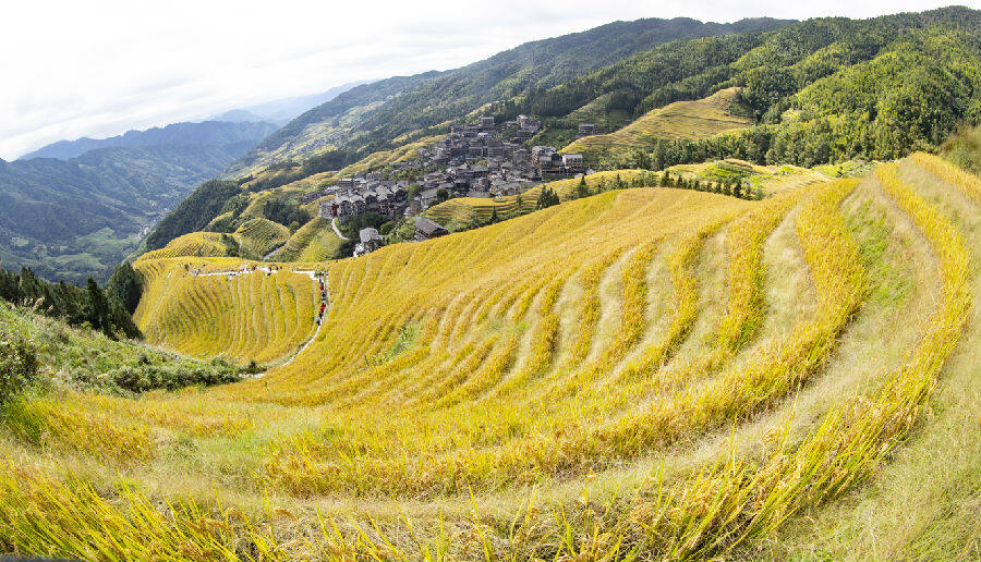龙脊梯田美景(伍文悄 摄) 龙脊梯田美景(伍文悄 摄)