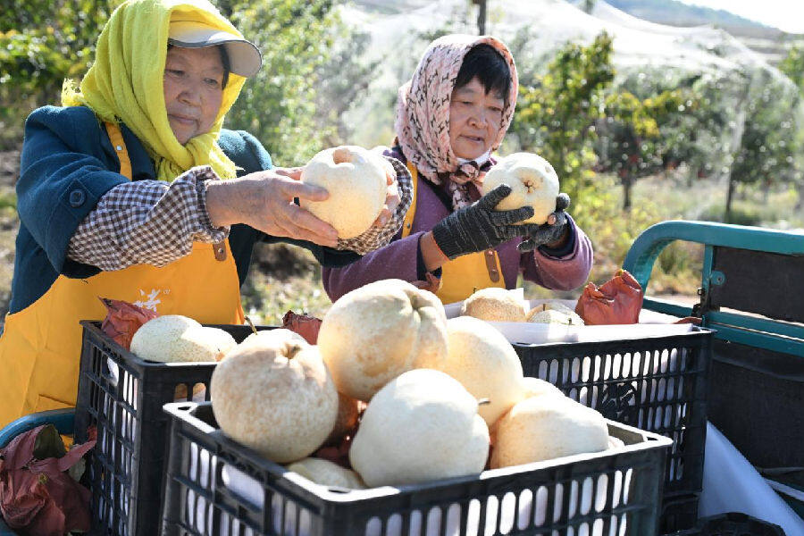 山东省青岛市即墨区金口镇千亩“诸葛酥梨”梨园果农在挑拣“诸葛酥梨”。(张涛 摄) 山东省青岛市即墨区金口镇千亩“诸葛酥梨”梨园果农在挑拣“诸葛酥梨”。(张涛 摄)