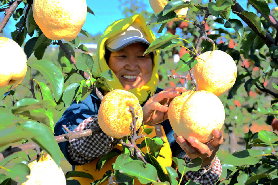 山东省青岛市即墨区金口镇千亩“诸葛酥梨”梨园果农在采摘“诸葛酥梨”。(张涛 摄) 山东省青岛市即墨区金口镇千亩“诸葛酥梨”梨园果农在采摘“诸葛酥梨”。(张涛 摄)
