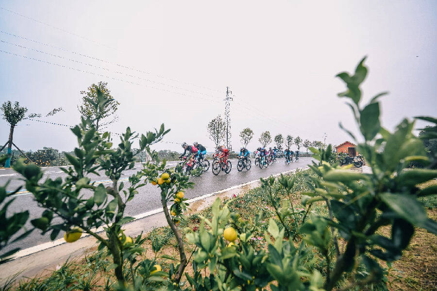 骑行爱好者穿过漳河柑橘园(黎威晗 摄) 骑行爱好者穿过漳河柑橘园(黎威晗 摄)