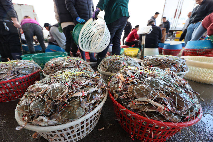 10月24日，在江苏省连云港市赣榆区海头镇海产品交易市场，渔民在展示鲜活梭子蟹。（吴苏红 摄）