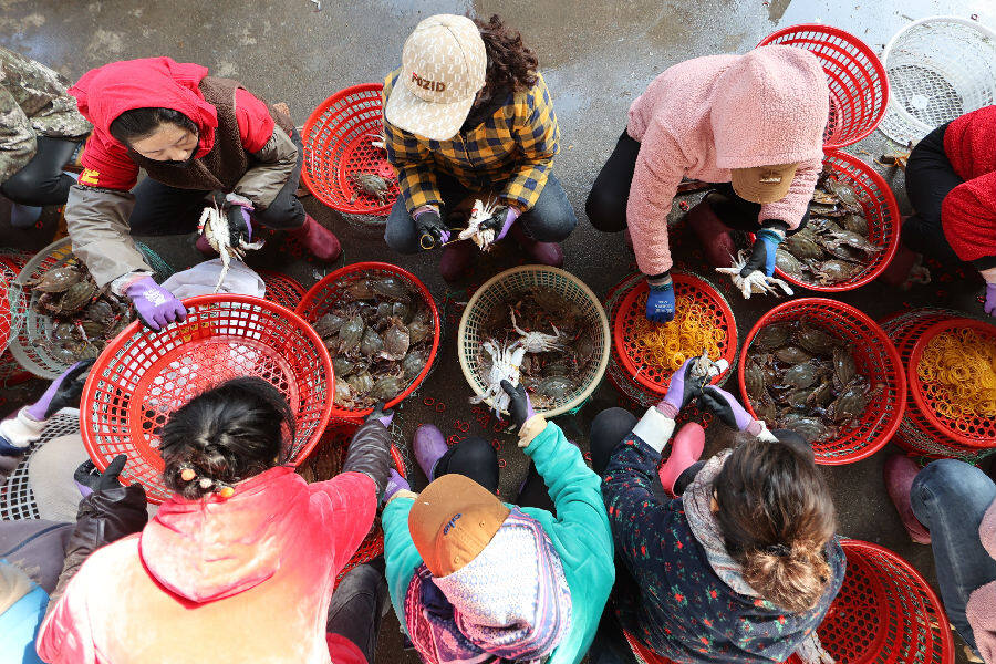10月24日，在江苏省连云港市赣榆区海头镇海产品交易市场，渔民在分拣梭子蟹。（司伟 摄）
