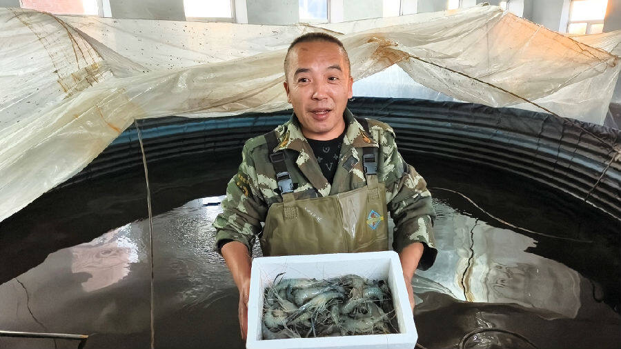 逊克县车陆乡车陆村罗氏虾养殖户王立明喜获丰收(陈莹莹 摄) 逊克县车陆乡车陆村罗氏虾养殖户王立明喜获丰收(陈莹莹 摄)