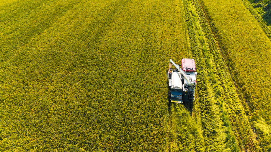 丰收现场 （陈乐 摄）