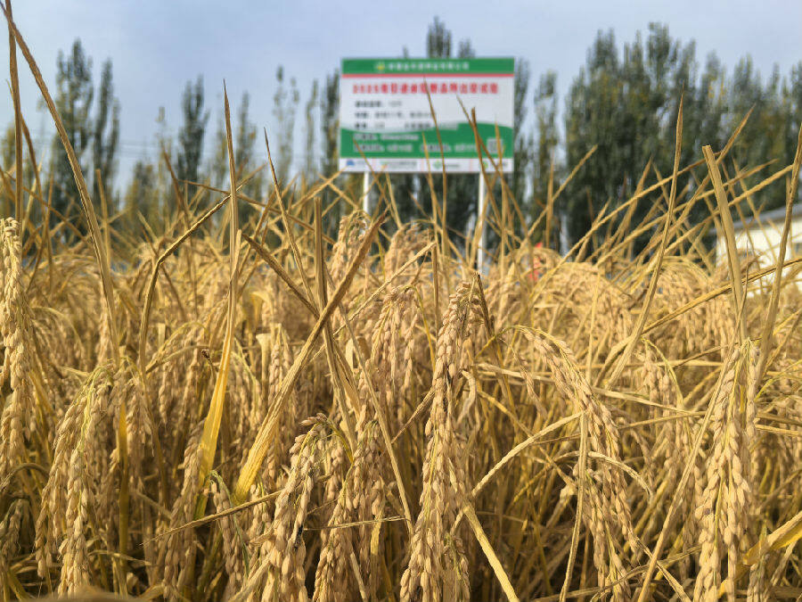 金丰源种业水稻试验示范繁育基地(查燕荣 摄) 金丰源种业水稻试验示范繁育基地(查燕荣 摄)