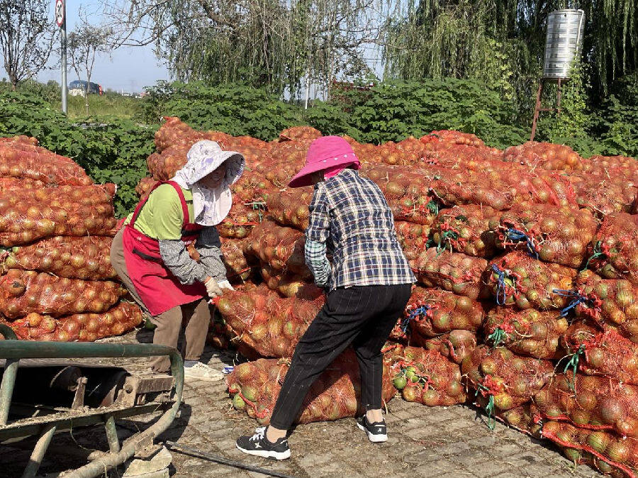 瓜蒌丰收(吴丹丹 摄)