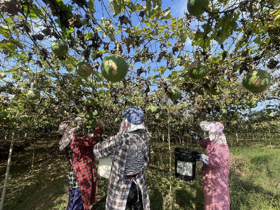 瓜蒌垂挂其间（吴丹丹 摄)